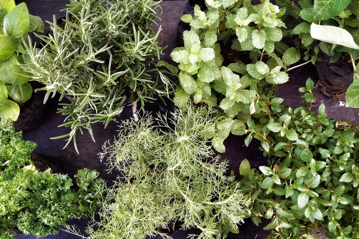 Como montar um jardim de ervas aromáticas na sua cozinha: frescor e sabor ao alcance das suas receitas