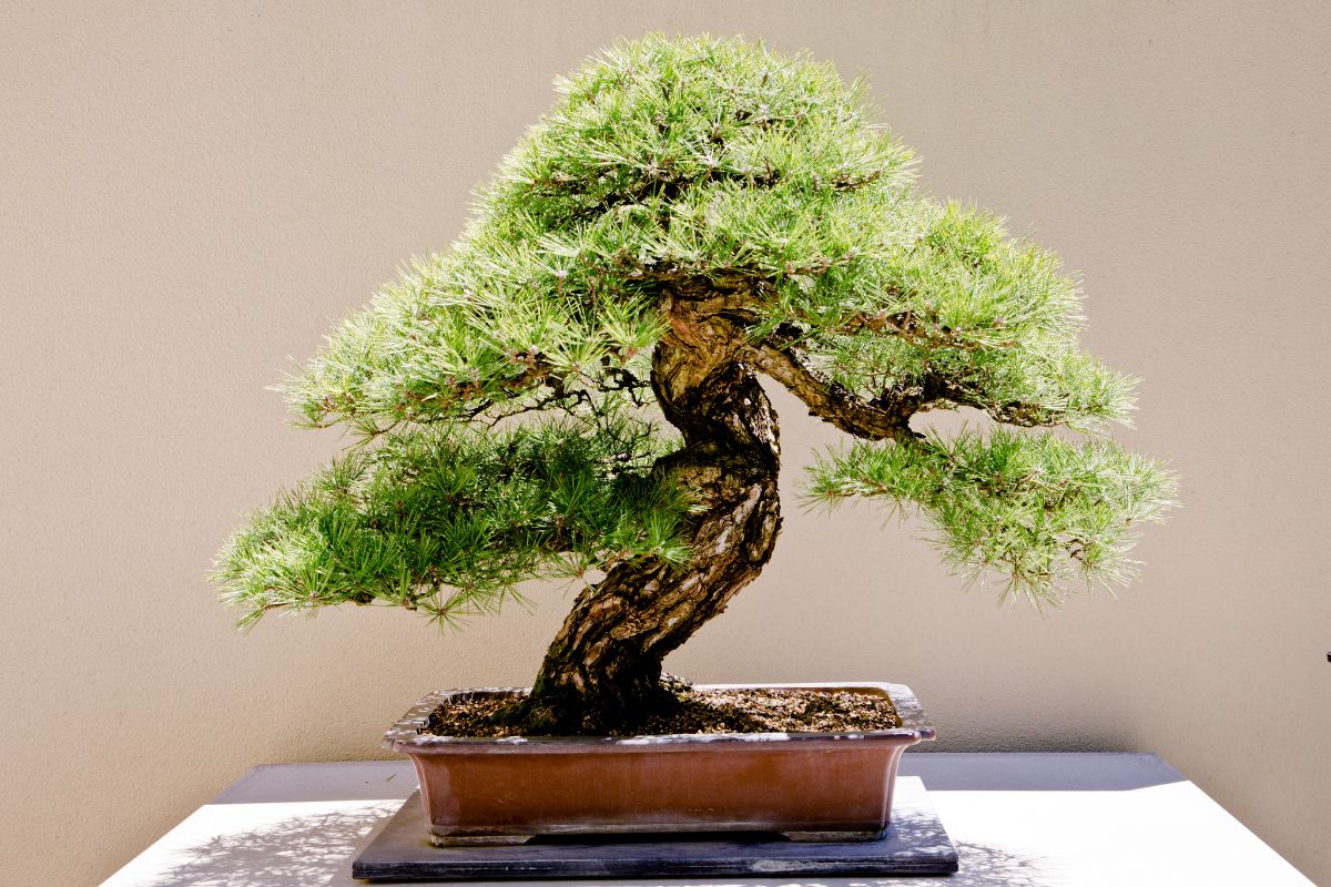 Como cuidar do seu bonsai - Reprodução Canva