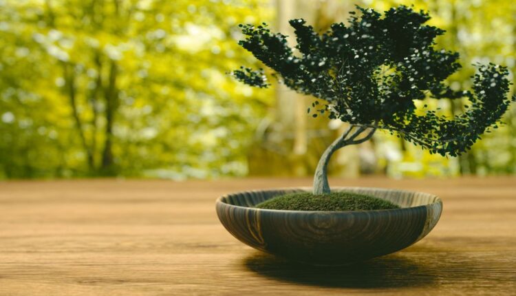 Das sementes à serenidade_ Como cuidar do seu bonsai_ - Reprodução Canva