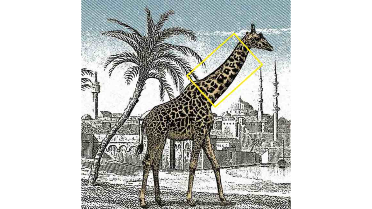 Descubra o segredo visual: onde está a outra girafa?