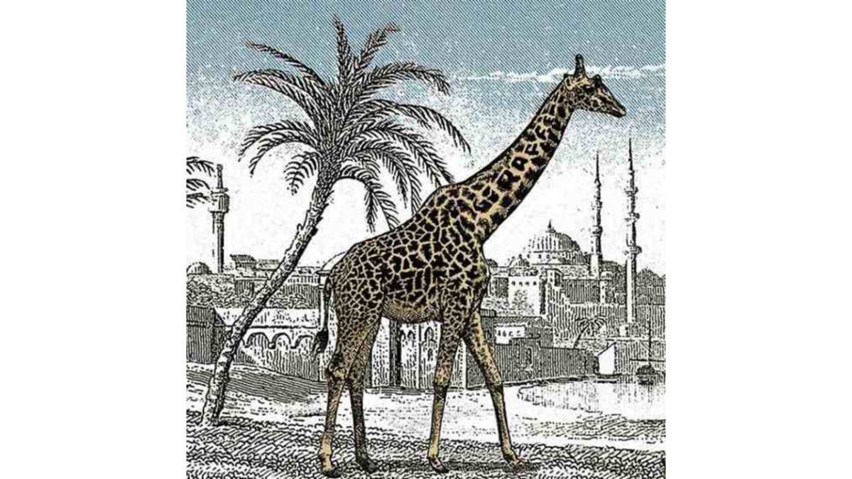 Descubra o segredo visual: onde está a outra girafa?