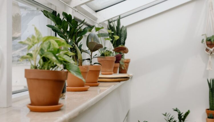 Dominando a arte de cultivar plantas bonitas dentro de casa