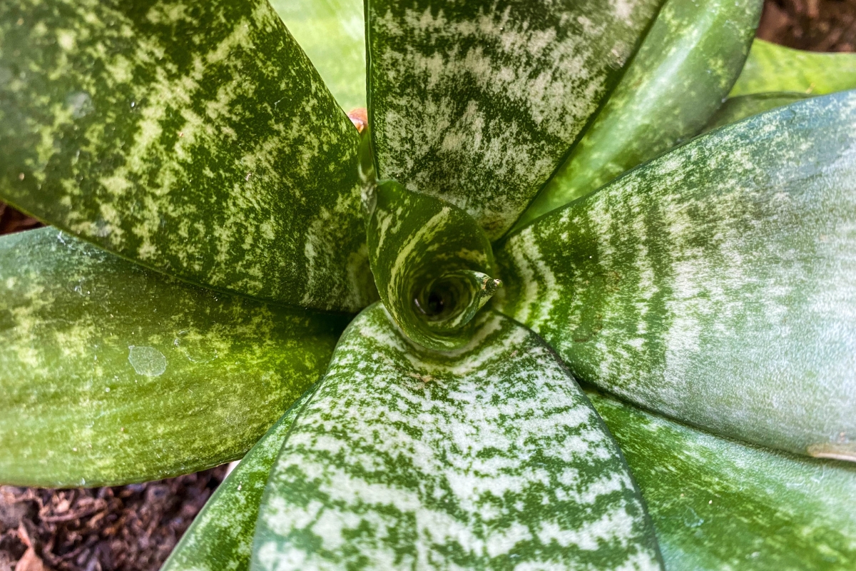 Espada de São Jorge: cultivo e cuidados da protetora verde em vasos dentro de casa