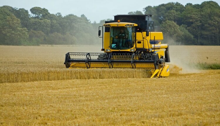 Estimativa do IBGE indica recorde da safra de trigo em 2023