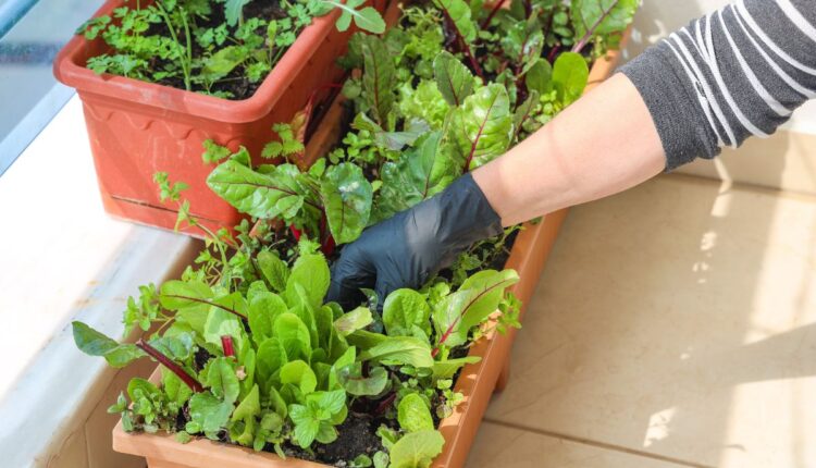 Liberte seu dedo verde e crie um jardim em um espaço pequeno- Reprodução Canva