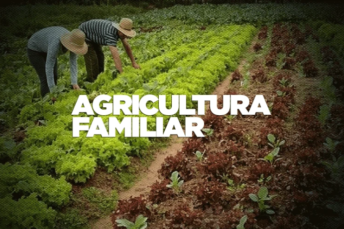 Plano Safra para Agricultura Familiar 2023/2024: Veja as linhas de crédito oferecidas pela CAIXA