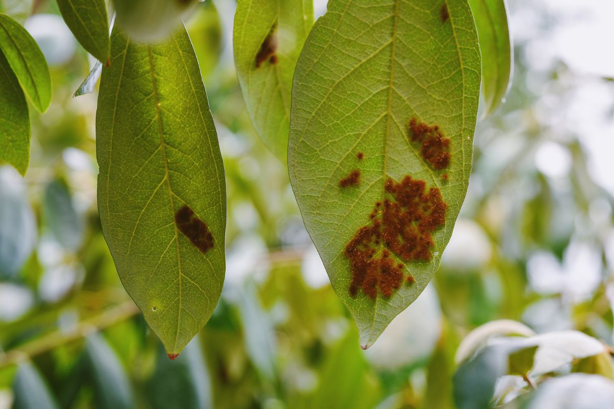 Soluções naturais para pragas e doenças em plantas - Reprodução Canva