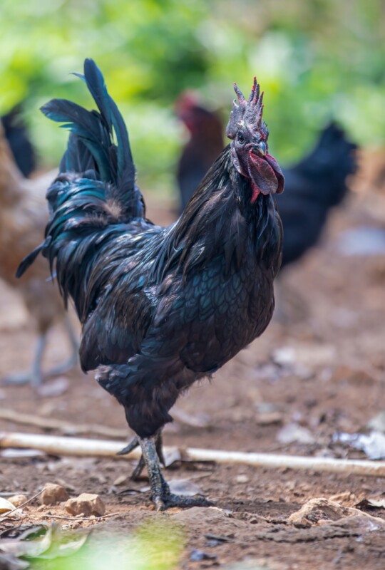A galinha dos ovos de ouro e o ar tropical do Hawai nas novas