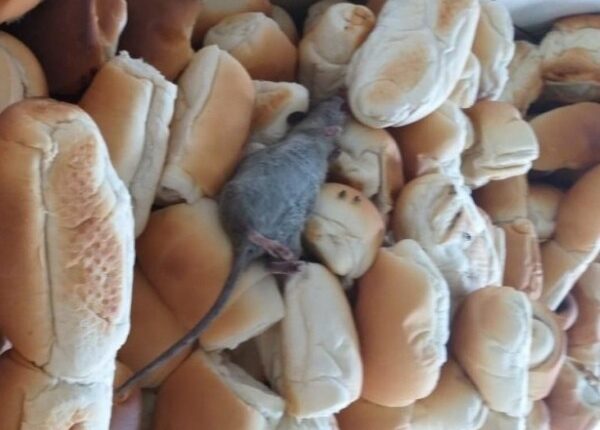 Rato no pão