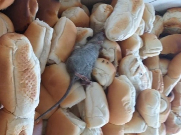 Rato no pão