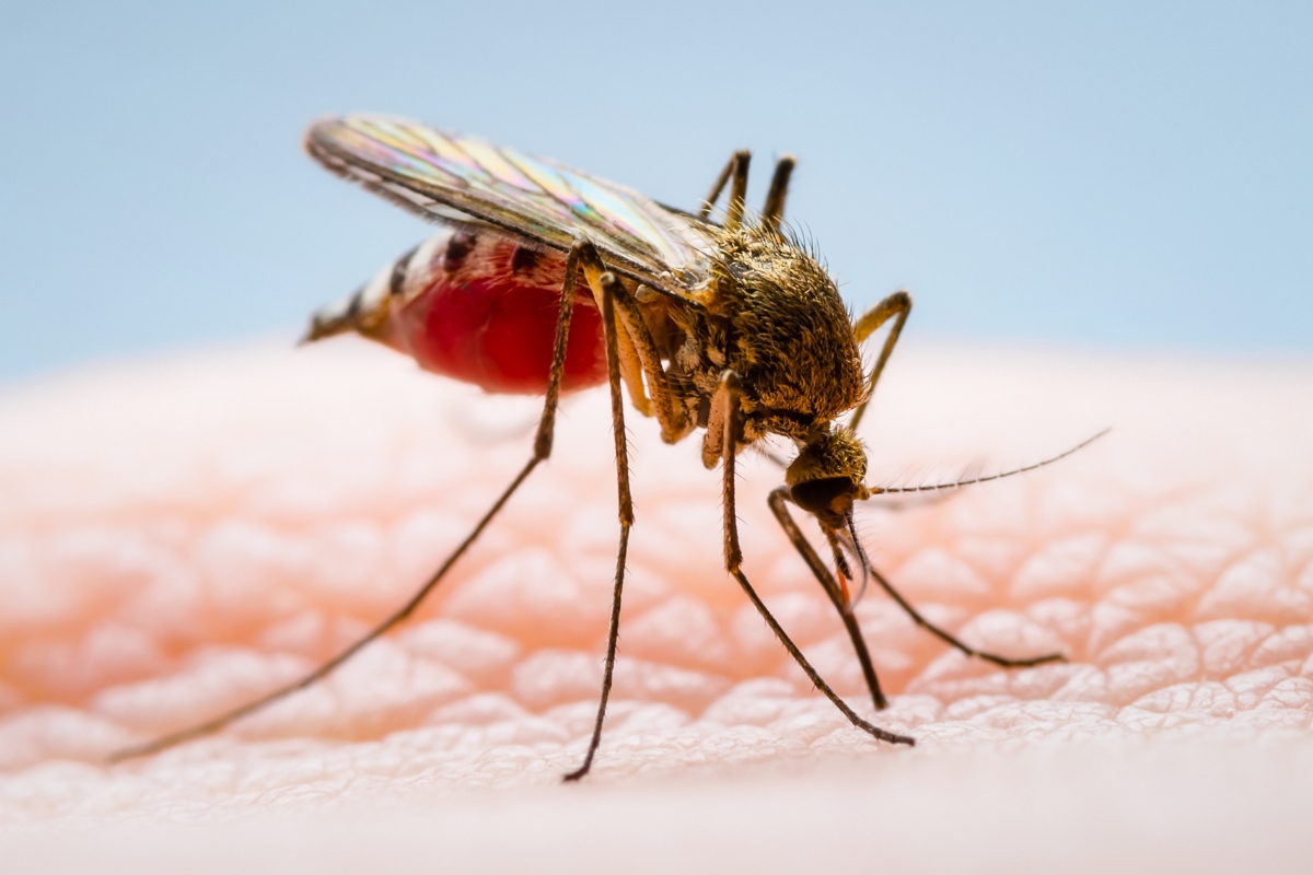 Aumento alarmante: Notificações de zika vírus disparam no país em comparação a 2022 