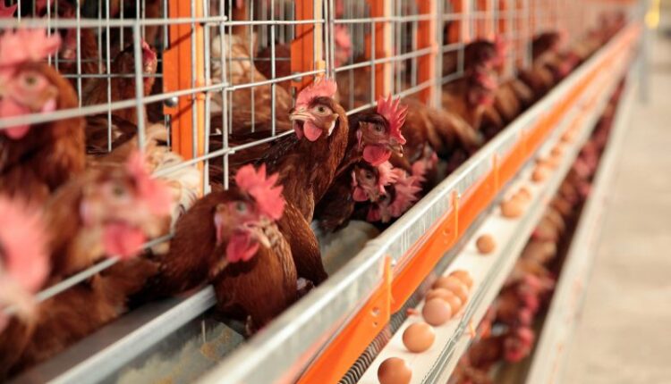 Brasil deve aumentar exportações de aves, suínos e ovos; confira