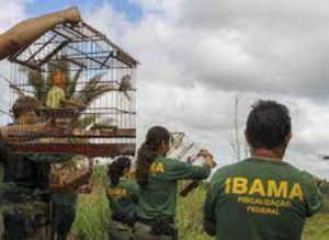 Reforço importante para a proteção ambiental: Governo autoriza contratação de 257 servidores para o Ibama