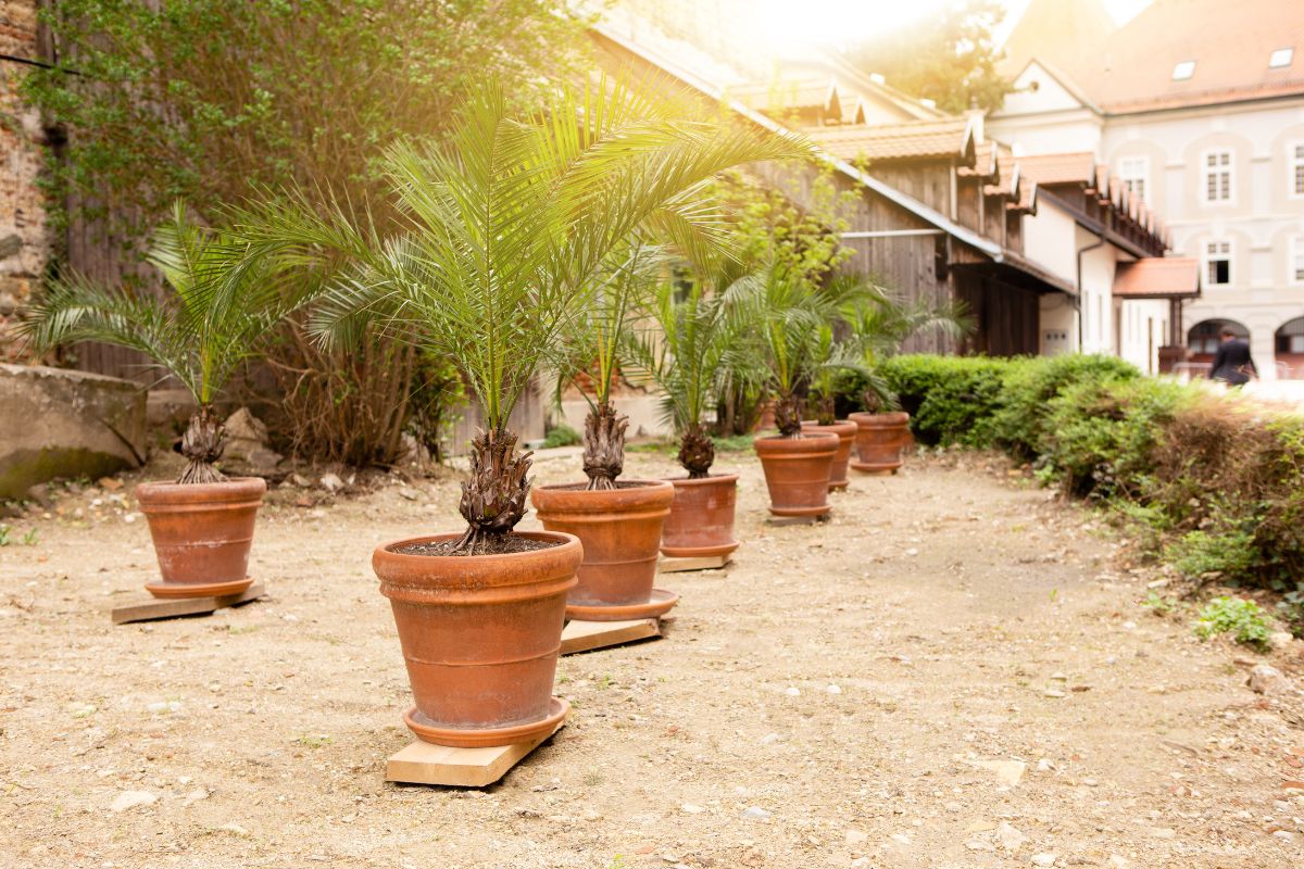 cuidados essenciais para cultivar palmeiras em vasos - Reprodução Canva