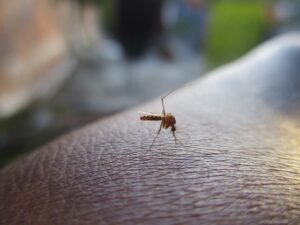 Município do Rio de Janeiro testa vacina contra a dengue