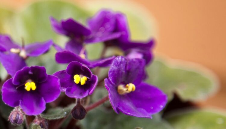 Desvendando os segredos do cultivo de violetas africanas exuberantes - Reprodução Canva