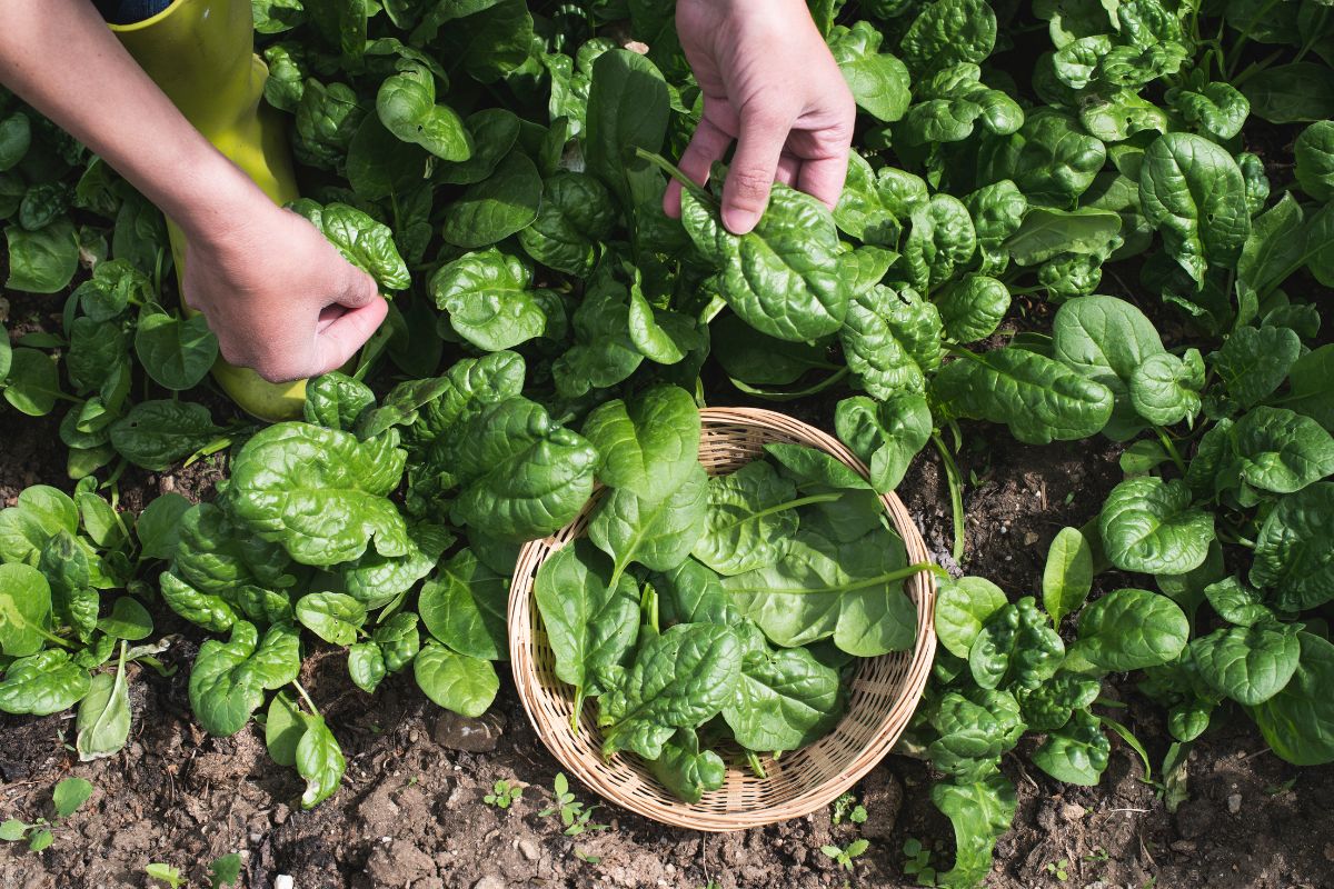 dicas de cultivo de espinafre em hortas domésticas - Reprodução Canva