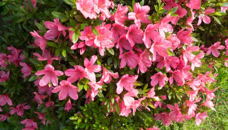 Flores encantadoras para jardins pequenos_ dicas de cultivo de azaleias - Reprodução Canva