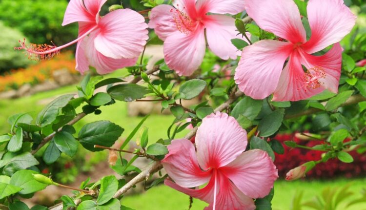 Hibisco tropical: desvendando os segredos para florescer cores no seu jardim!