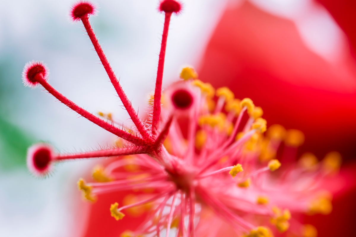 Hibisco tropical: desvendando os segredos para florescer cores no seu jardim!