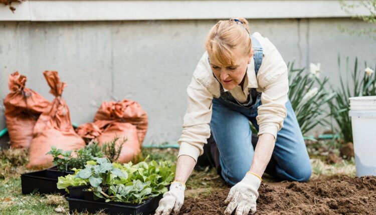 Jardinagem terapêutica: como cuidar de plantas pode beneficiar sua saúde mental
