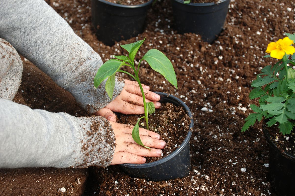 cuidar de plantas pode beneficiar sua saúde mental - Reprodução Canva