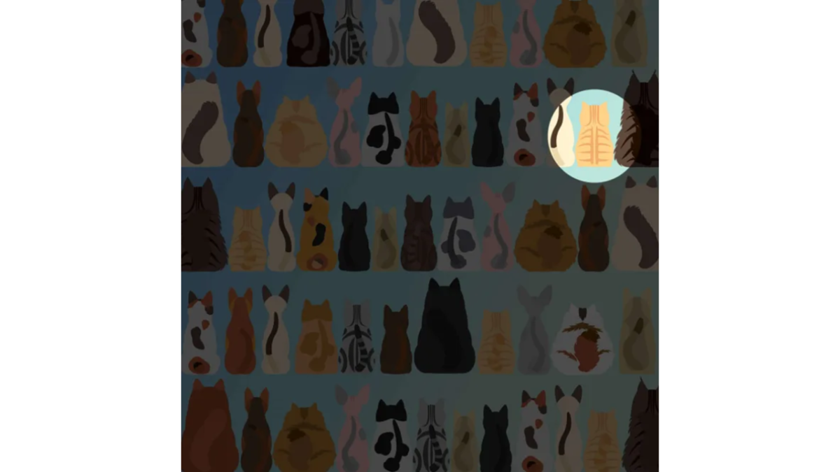 Você consegue encontrar o gato sem rabo nessa imagem?