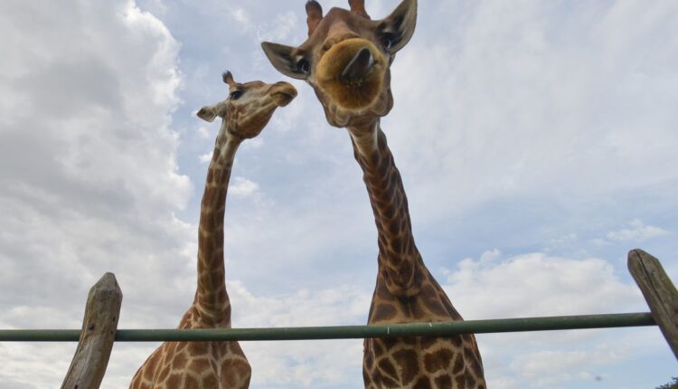 Raridade extraordinária: Girafa sem manchas nasce em zoológico nos EUA, a única no mundo