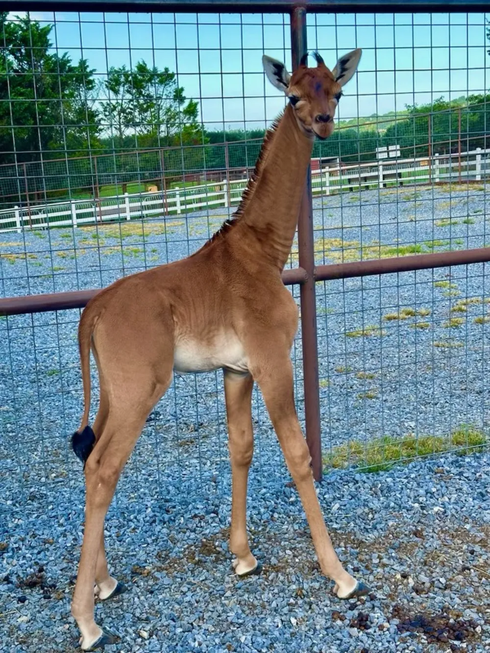Raridade extraordinária: Girafa sem manchas nasce em zoológico nos EUA, a única no mundo