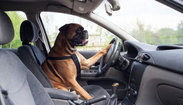 Deixar animal sozinho no carro pode gerar multas de trânsito_ Entenda - Reprodução Canva