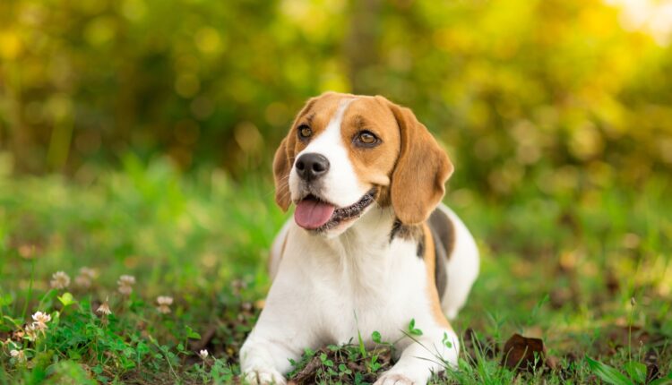 Jardins à prova de cães: dicas para um espaço harmonioso com seu pet