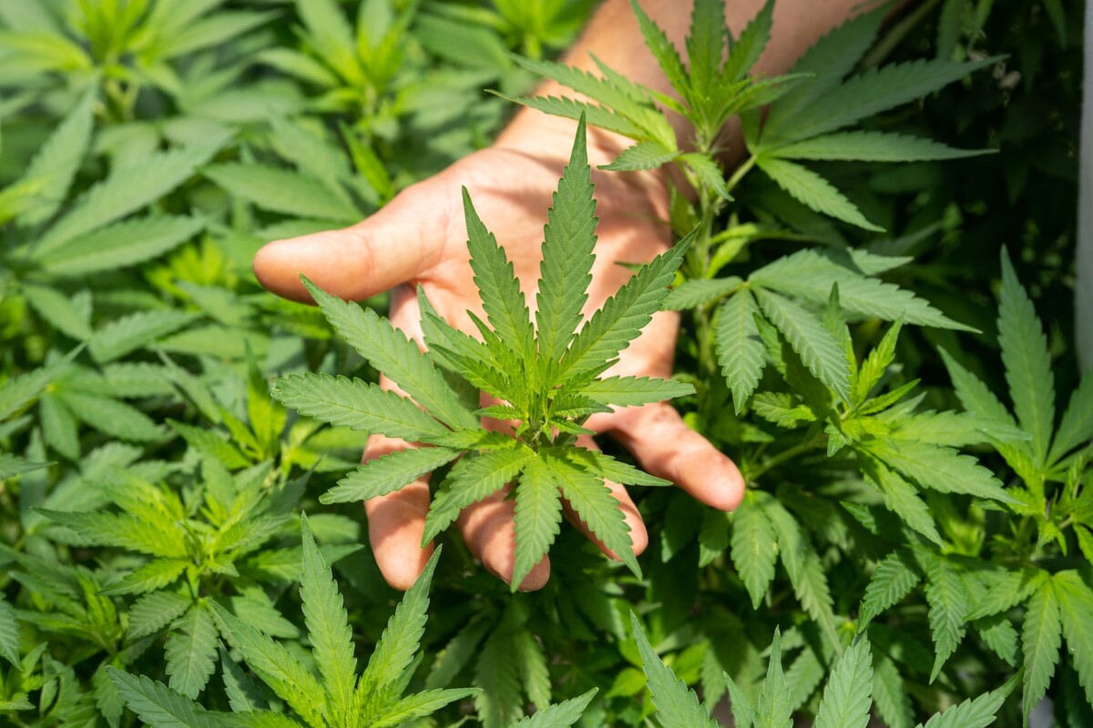Ministro é acionado para liberar Cannabis presa na Receita Federal