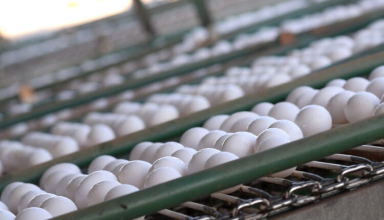 Onda de calor ajuda a baratear os preços dos ovos. Entenda relação