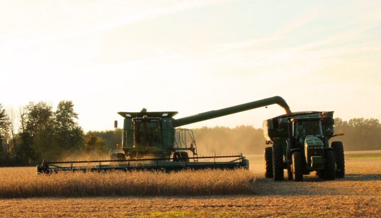 Colheita recorde de soja e milho impulsiona produção nacional de grãos e leguminosas