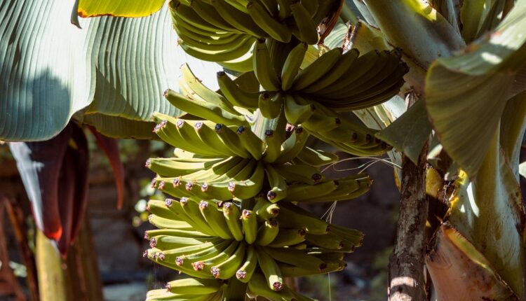 Como plantar pé de banana em casa- Reprodução Pexels