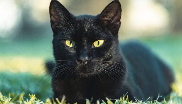 SEXTA-FEIRA 13: Gatos pretos precisam de cuidados redobrados; entenda