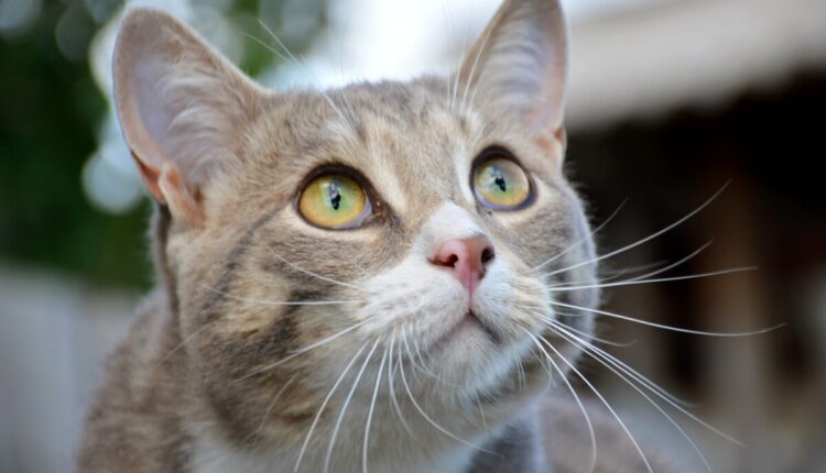 Esporotricose: veja como prevenir e tratar a doença transmitida por gatos