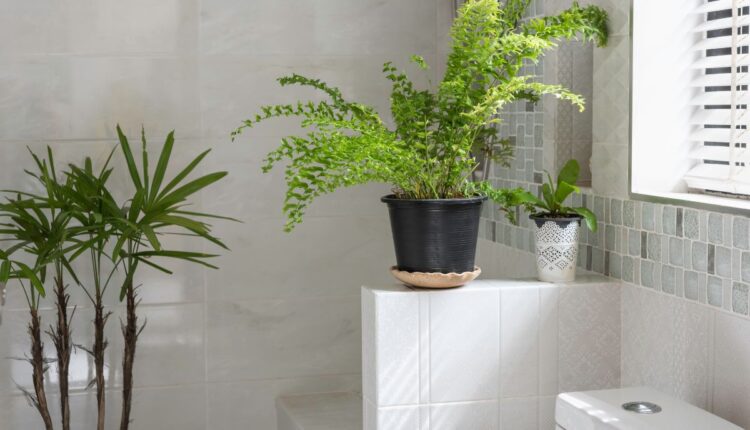 Coloque estas plantas no banheiro e acabe com o mau cheiro - Reprodução Canva