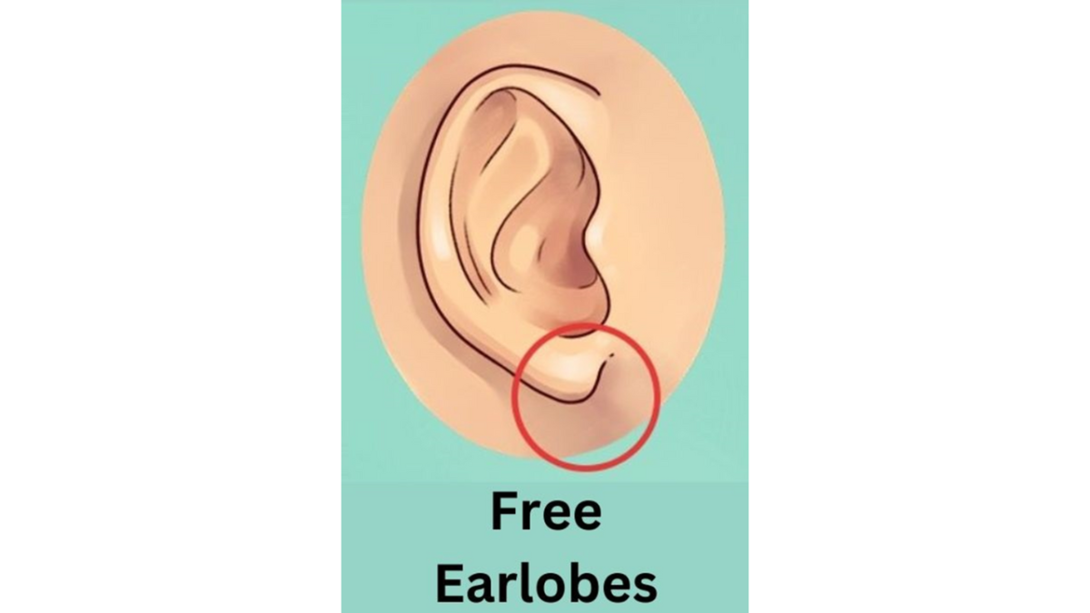 formato dos lóbulos das orelhas 