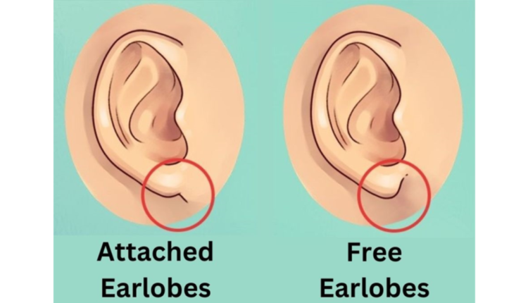 formato dos lóbulos das orelhas