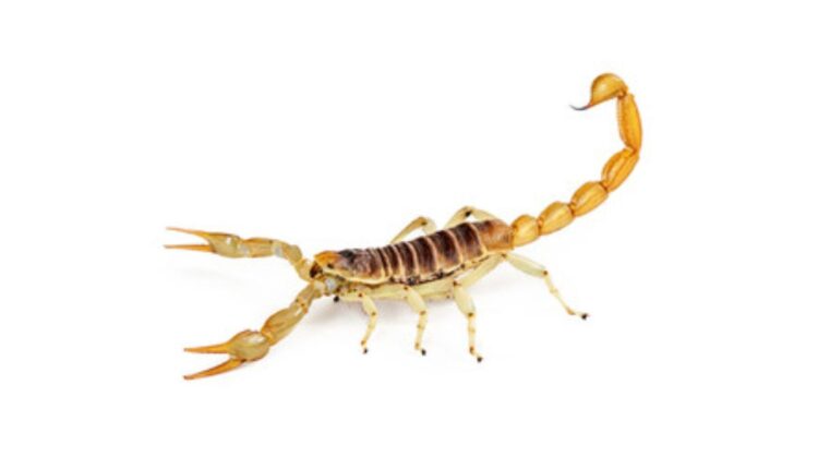 O que significa sonhar com escorpião?