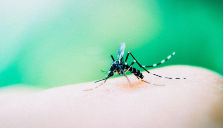 Dengue: tipo sanguíneo que o mosquito "prefere" é REVELADO!