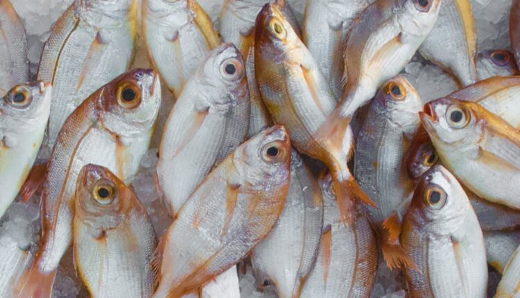 Ministério da Pesca: AINDA DÁ TEMPO! Quer ganhar acima de R$ 6 MIL? ÚLTIMOS DIAS de inscrição para 264 vagas