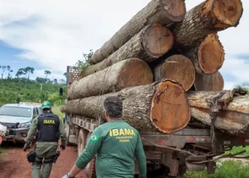 Agentes do Ibama fiscalizando o transporte de madeira, em contexto com o cargo de analista administrativo no concurso Ibama.