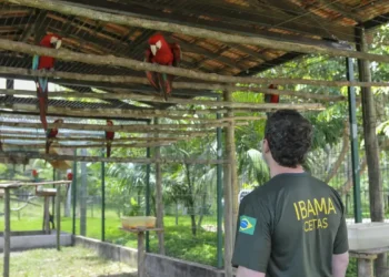 Fiscal do Ibama observando araras em um centro de reabilitação de animais silvestres.