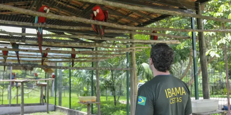 Fiscal do Ibama observando araras em um centro de reabilitação de animais silvestres.