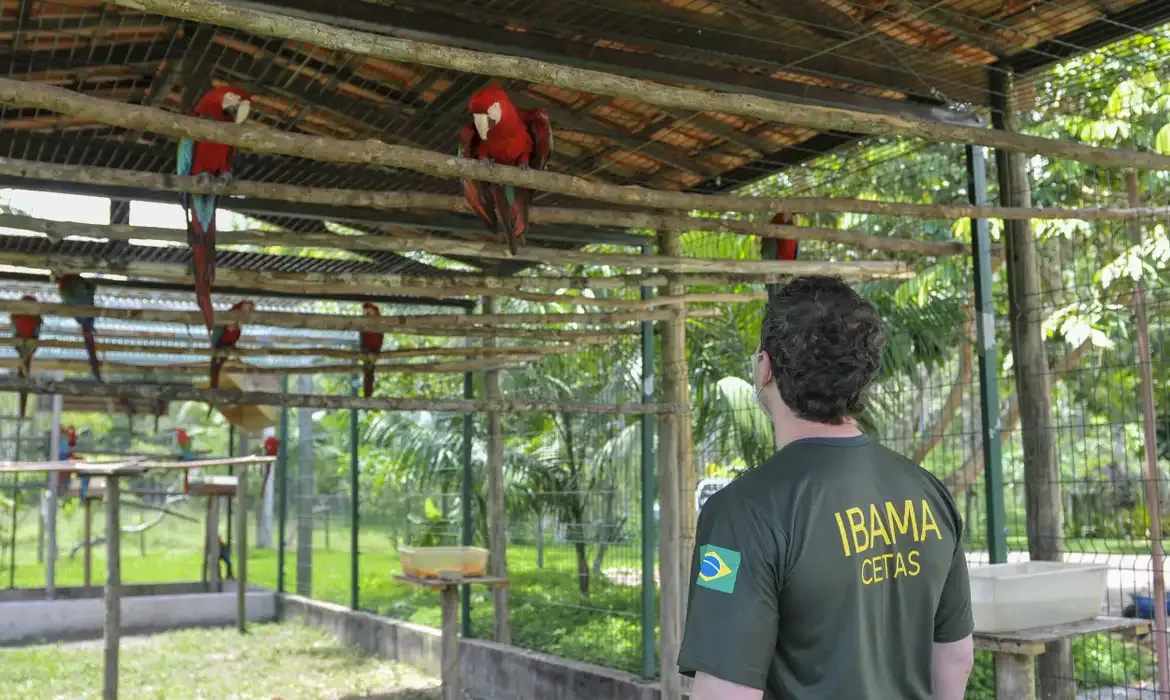 Fiscal do Ibama observando araras em um centro de reabilitação de animais silvestres.