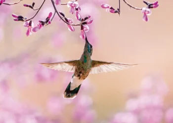 Beija-flor se alimentando do néctar de uma flor rosa durante o voo