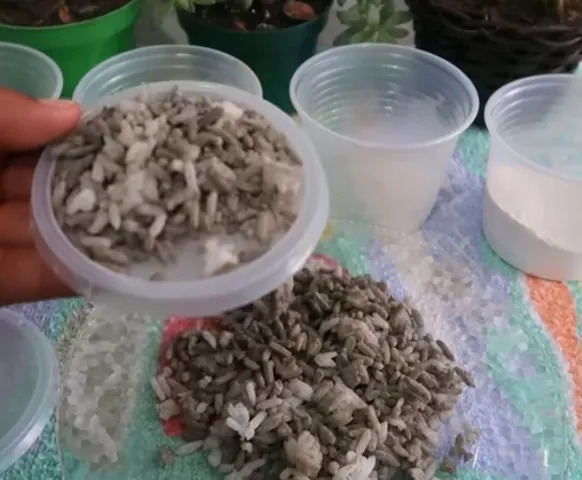 Preparando mistura com arroz e cimento Mistura caseira de arroz com cimento em potes plásticos sobre uma toalha colorida