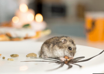 Irei inserir esta imagem na seção do texto que fala sobre: [Como acabar com os ratos de uma vez por todas]. Descreva como devo preencher no WordPress os campos da imagem: alt text, título, legenda e descrição! Obs: Crie textos diferentes do que você já criou. Além disso comprima a imagem para no máximo 200kb, sem reduzir dimensões, e no formato Webp, nomeie o arquivo com base na legenda, e disponibilize o link para download